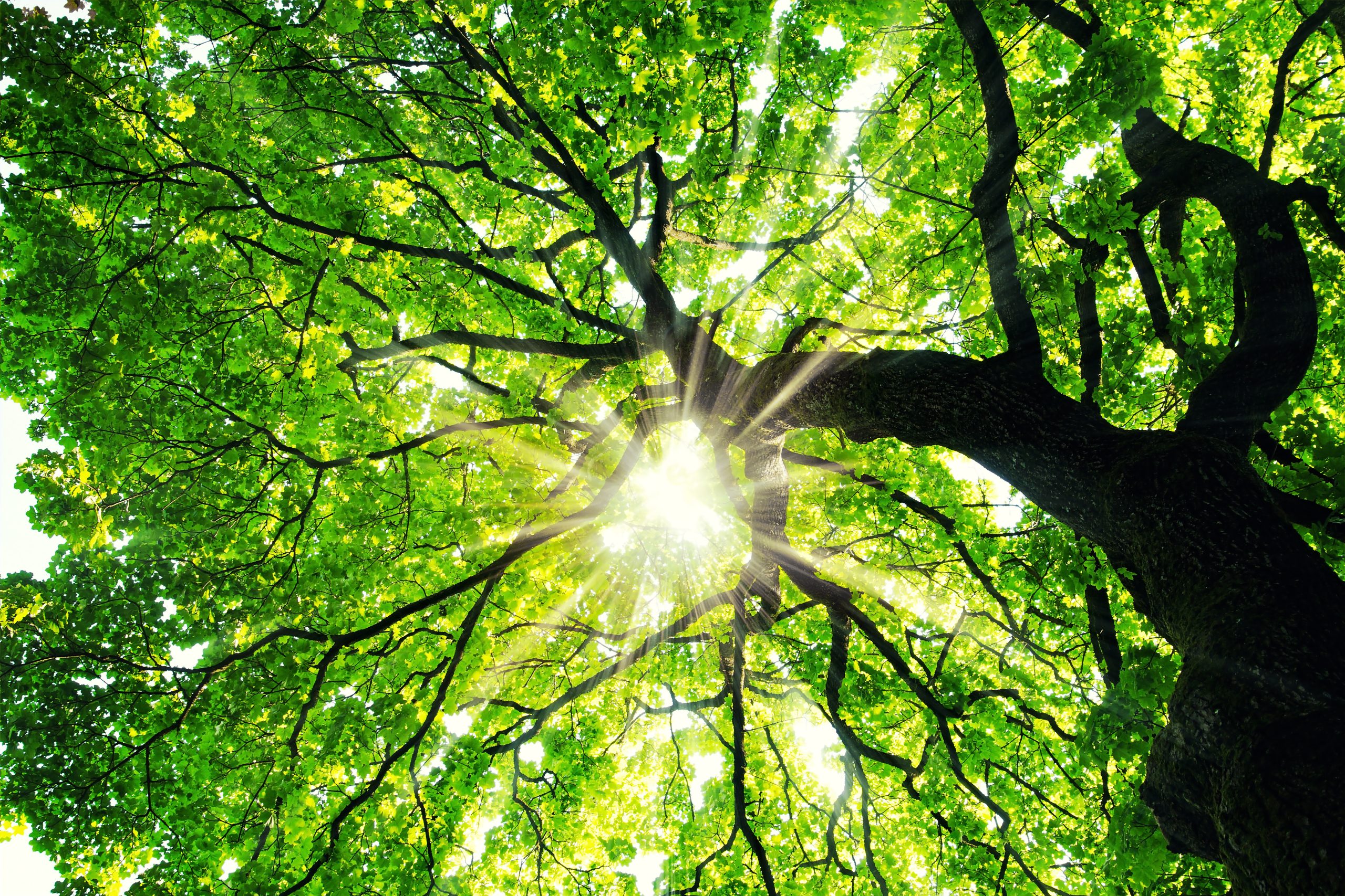 Maple tree with sunbeams