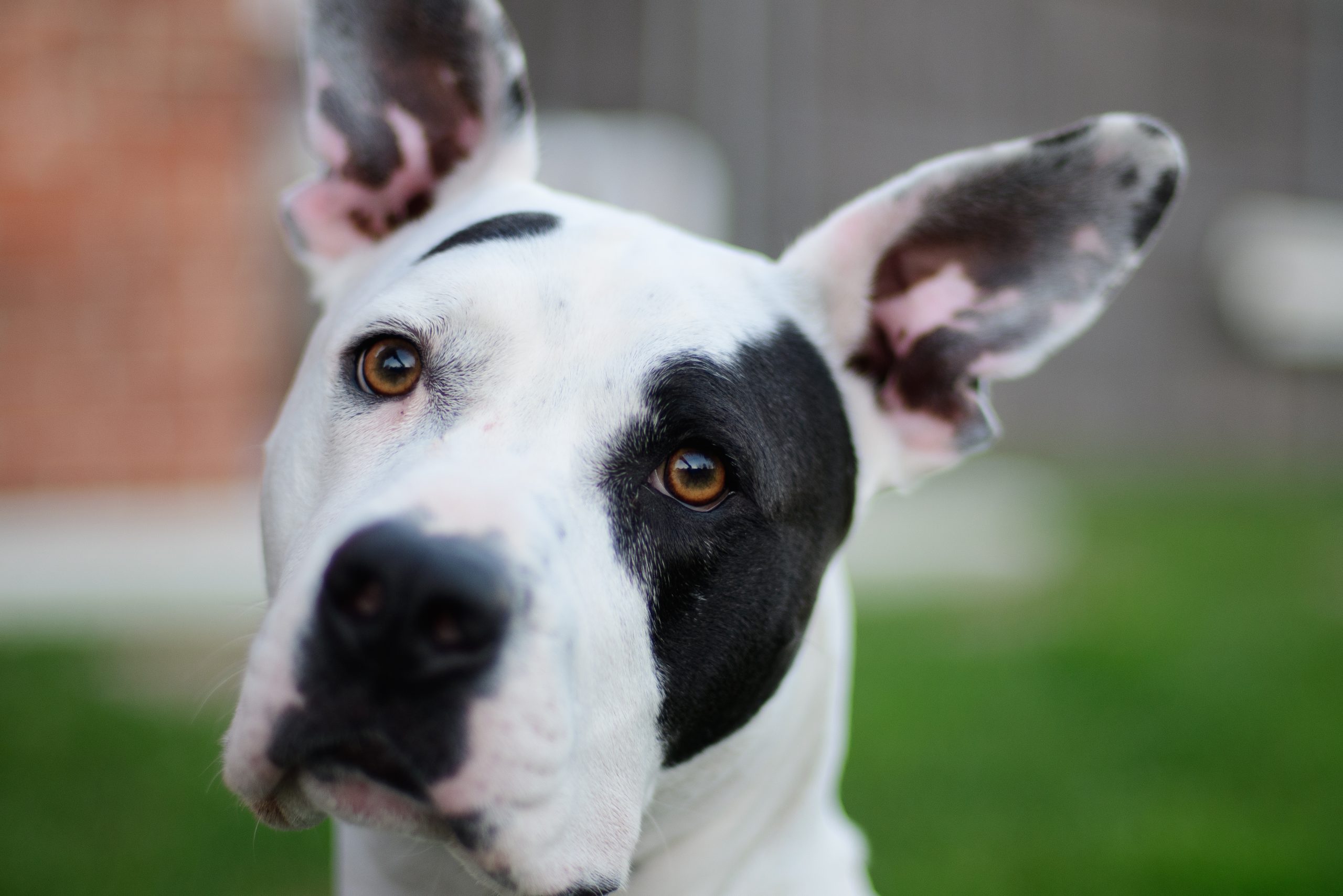 Black and white dog